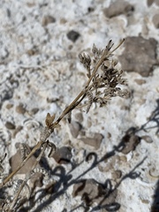 Ivesia kingii eremica