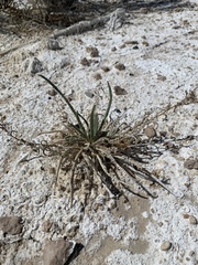 Ivesia kingii eremica