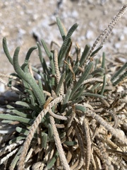 Ivesia kingii eremica