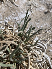 Ivesia kingii eremica