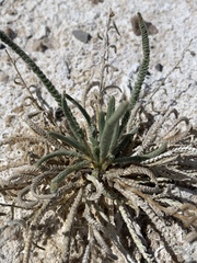 Ivesia kingii eremica