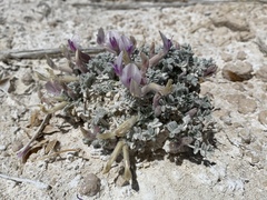 Astragalus phoenix