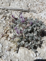 Astragalus phoenix