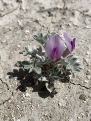 Astragalus phoenix