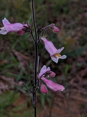 Penstemon australis