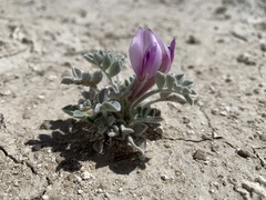 Astragalus phoenix