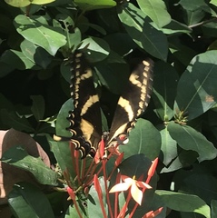 Heraclides machaonides