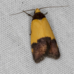 Heteroteucha kershawi