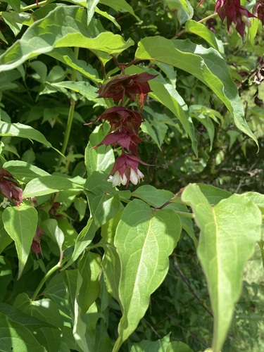 Madressilva-do-himalaia
