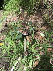 Coprinus calyptratus