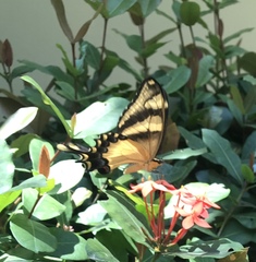 Heraclides machaonides