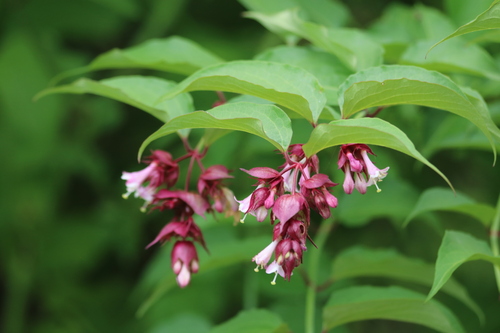 Himalayan honeysuckle