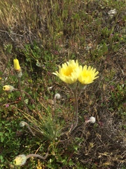 Malacothrix glabrata