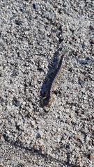 Ethmostigmus rubripes