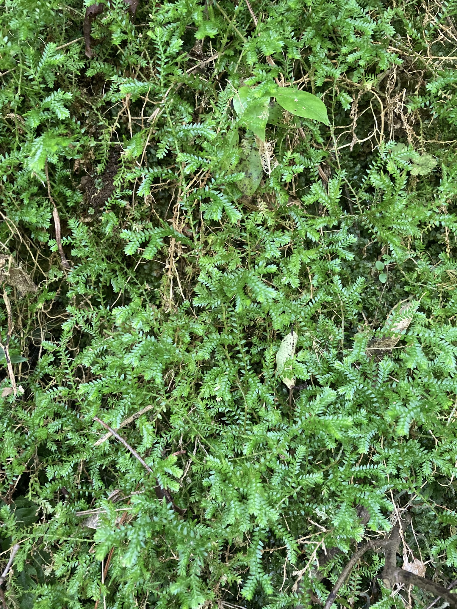 Imagem de Samambaia-de-jardim