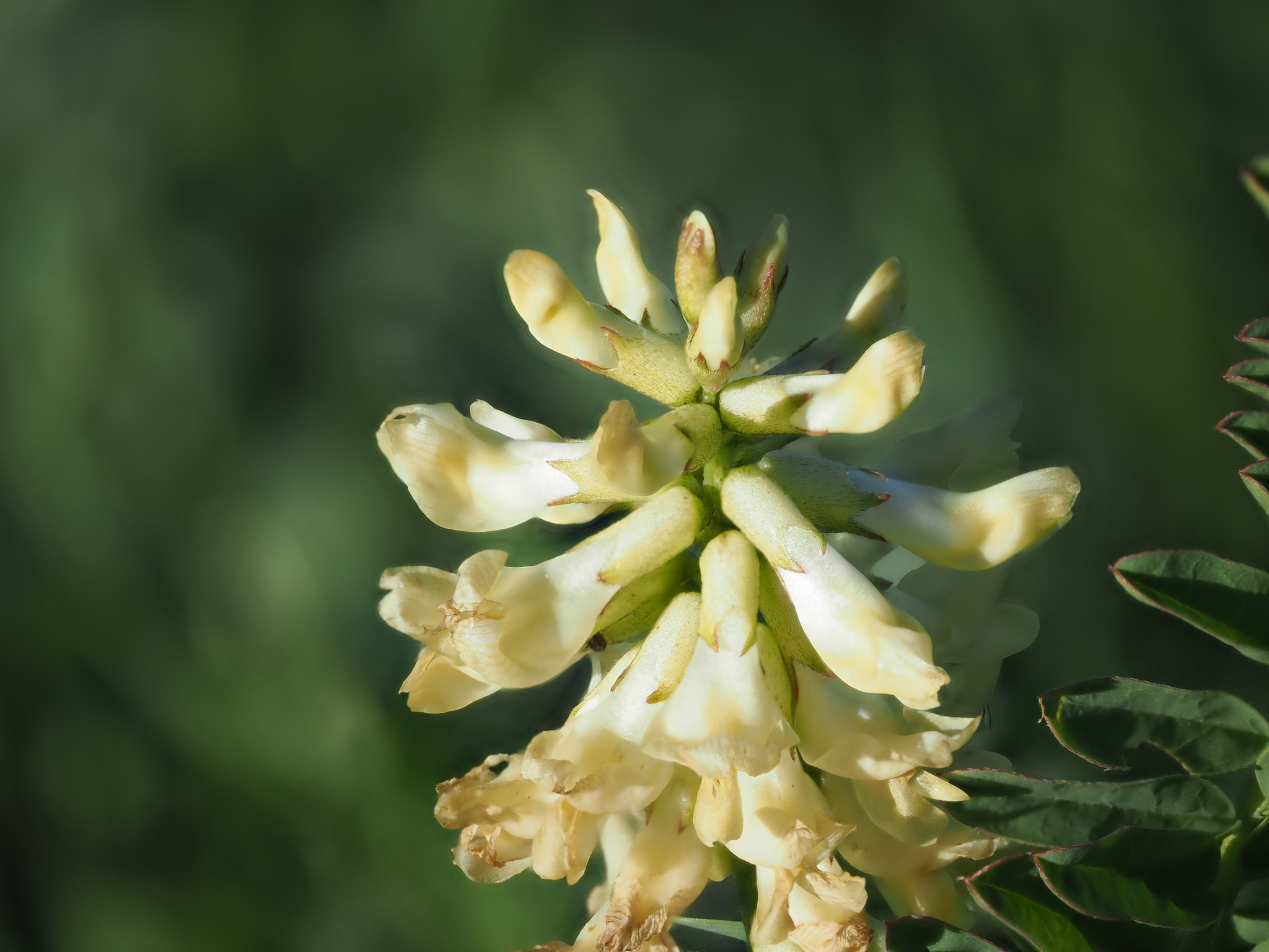 Astragalus pomonensis