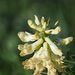 Pomona Milkvetch - Photo (c) nathantay, some rights reserved (CC BY-NC)