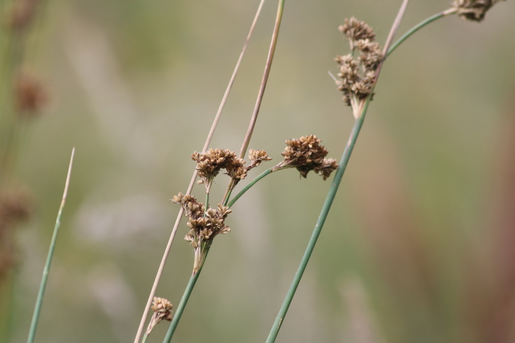 Rushes In January 2024 By Liam Cassidy INaturalist   Large 