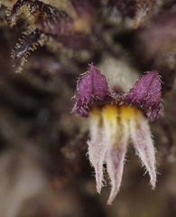 Aphyllon cooperi palmeri