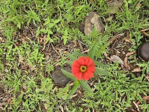 Foto de Zinnia