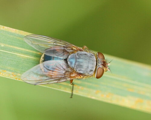Calliphora augur (Fabricius, 1775)
