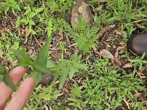 Foto de Zinnia