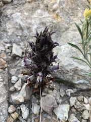 Aphyllon cooperi palmeri
