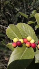 Xylosma spiculifera