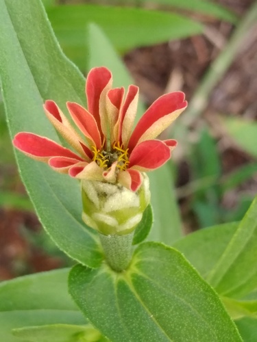 Foto de Zinnia