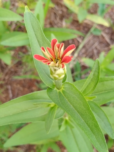 Foto de Zinnia