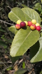 Xylosma spiculifera
