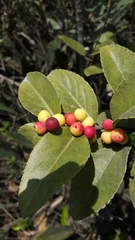 Xylosma spiculifera