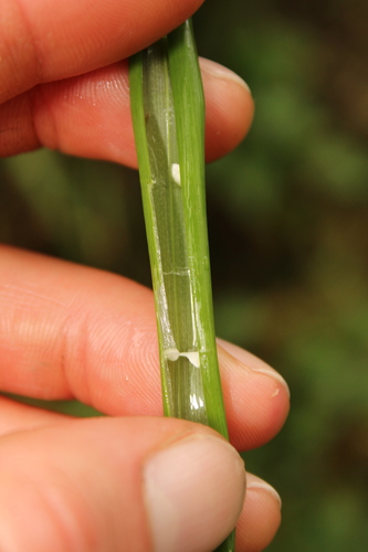 Image of Eleocharis elegans by (c) Scott Ward, some rights reserved (CC BY)