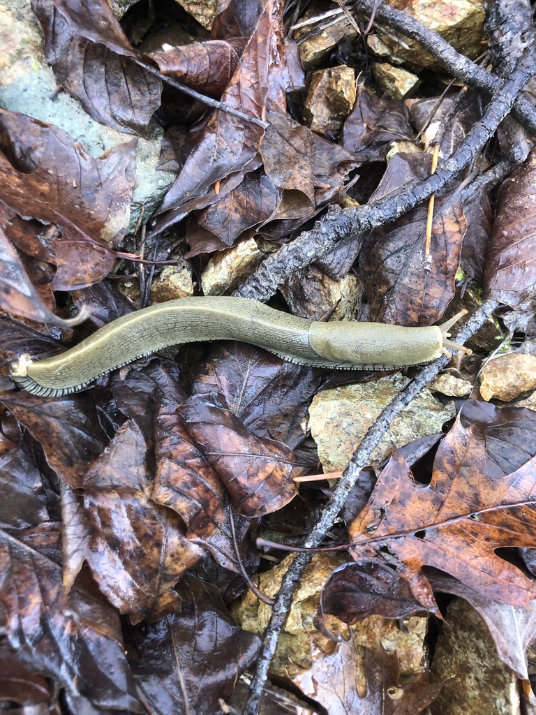 Button's Banana Slug from Whiskeytown National Recreation Area, Igo, CA ...