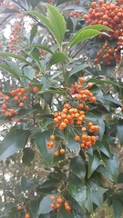 Pittosporaceae
