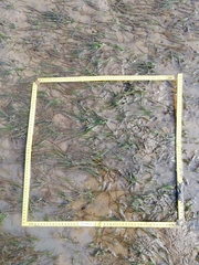 Zostera muelleri