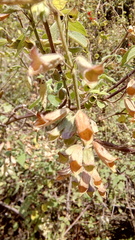 Salvia gesneriiflora