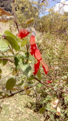 Salvia gesneriiflora