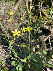 Ranunculus harveyi