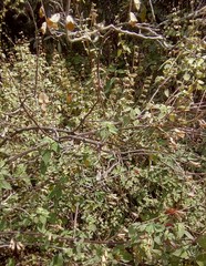 Salvia gesneriiflora