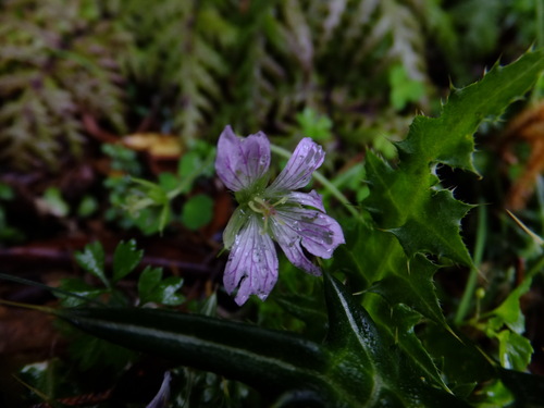 Geranium shikokianum iNat (1)