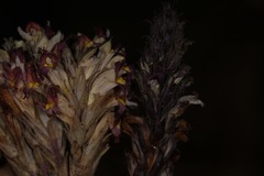 Aphyllon cooperi palmeri