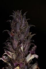 Aphyllon cooperi palmeri