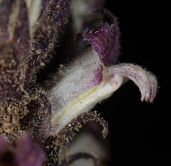 Aphyllon cooperi palmeri