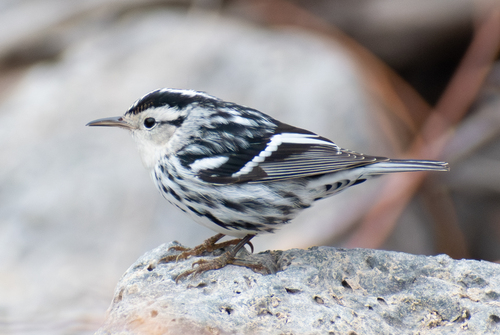 Black-and-white Warbler, photo 5 of 7
