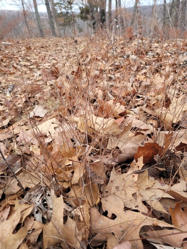 Image of Lespedeza frutescens by no rights reserved