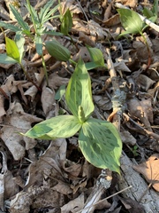Trillium viridescens