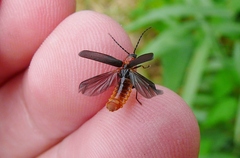 Silis ruficollis