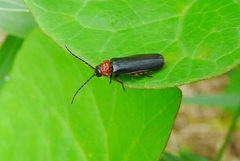 Silis ruficollis