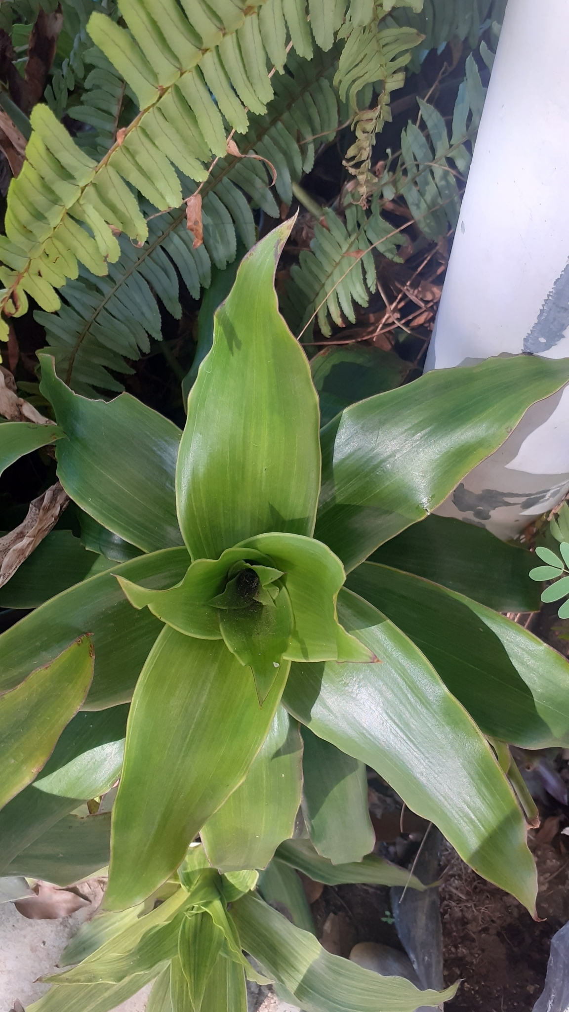 Imagem de Planta de cesta